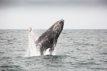 Whale jumping out of the pacific ocean around Puerto Lopez, Ecudaor