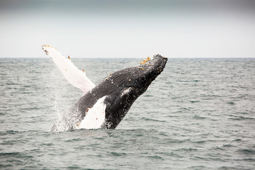 Naklejka premium Whale jumping out of the pacific ocean around Puerto Lopez, Ecudaor