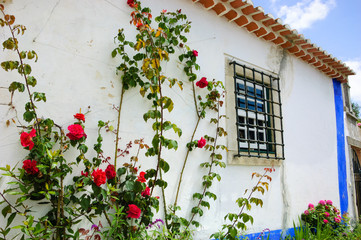 Fototapeta na wymiar Rose bush near the typical Portuguese rural house (white wall and blue line).