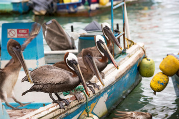 Pelicans sitting on a fishing boat in a harbor at the Galapagos Islands
