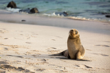 Baby sea lion at Playa Punta Carola, Galapagos Islands
