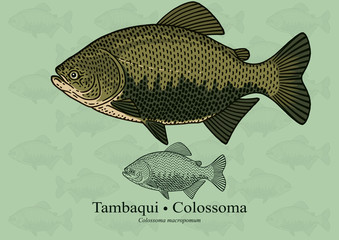 Tambaqui, Colossoma. Vector illustration with refined details and optimized stroke that allows the image to be used in small sizes (in packaging design, decoration, educational graphics, etc.)