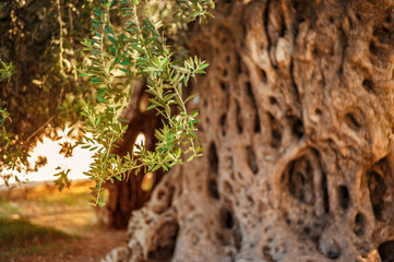 old olive tree with olives for oil production