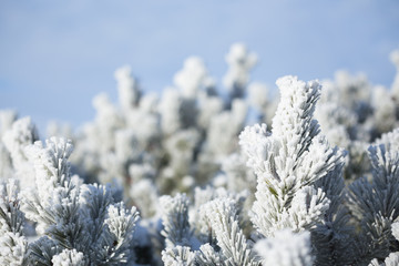 Pine covered with frost