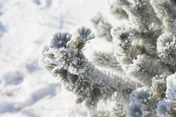Naklejka na ściany i meble Pine covered with frost