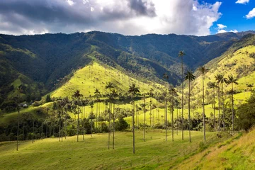 Fototapeten Wax palm trees in the Cocora Valley ,Colombia © Haico