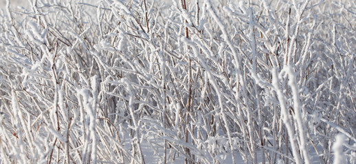 Bushes covered with frozen.