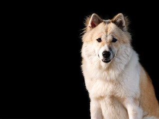 Fototapeta na wymiar Thai bangkaew dog, this dog are mix from thai dog fox and wolf, female 11 months old.