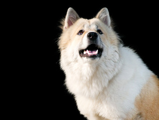 Thai bangkaew dog, this dog are mix from thai dog fox and wolf, female 11 months old.