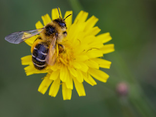 Macrophotographie insecte - Melitta tricincta - Hymenoptere