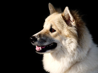Thai bangkaew dog, this dog are mix from thai dog fox and wolf, female 11 months old.