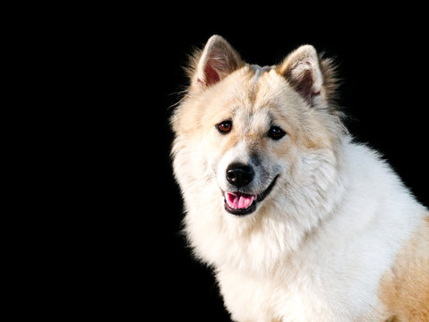 Thai bangkaew dog, this dog are mix from thai dog fox and wolf, female 11 months old.
