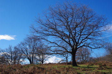 arbres et for&ecirc;t du fenouill&egrave;des 