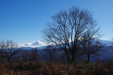 arbres et forêt du fenouillèdes 