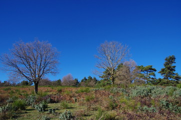 Fototapeta premium arbres et forêt de Boucheville du fenouillèdes 