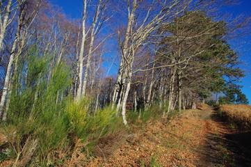 arbres et forêt du fenouillèdes 