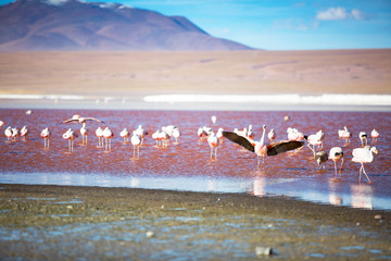 Fototapeta na wymiar Flamigos in a lake at the altiplano of Bolivia