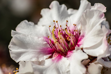 Fototapeta na wymiar Close-up Macro flower of almond