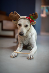 A female Christmas dog sitting with a deer head attached in a modern house. Celebrating a joy of...