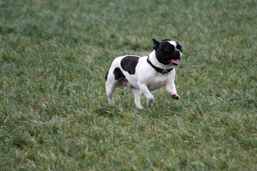 beautiful small french bulldog is running on a field with high grass