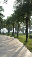 Fototapeta premium Palm trees in the park