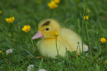 cute small yellow chick