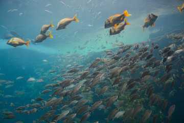 Nassau, Bahamas - MAY 2, 2018: Marine Habitat aquarium in the Atlantis Paradise Island resort, located in the Bahamas