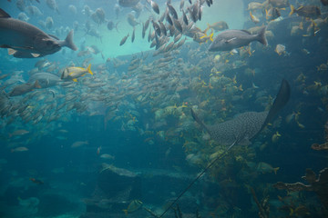 Fototapeta na wymiar Nassau, Bahamas - MAY 2, 2018: Marine Habitat aquarium in the Atlantis Paradise Island resort, located in the Bahamas