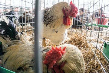 Agricultural fair in Cedrillas village Teruel Aragon Spain on October 10, 2018 © ANADEL