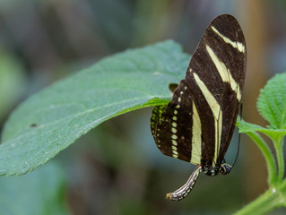 Macrophotographie insecte - Papillon zebre - Heliconius charithonia - Lepidoptere