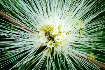 Tropical White Powder Puff flower ,Fabaceae