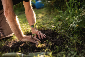 Hands of elderly horticulturist working in backyard