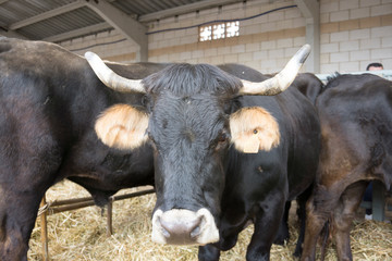 Agricultural fair in Cedrillas village Teruel Aragon Spain on October 10, 2018