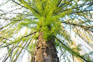Larix decidua, the European larch as a background.