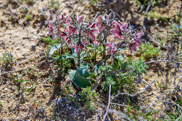 Цветы степей Мангыстау