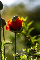 Obraz premium Flowers