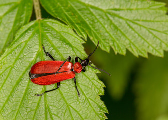 Macrophotographie insecte - Pyrochre ecarlate - Pyrochroa coccinea - Coleoptere
