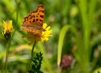 Macrophotographie insecte - Robert le diable - Polygonia c-album - Lepidoptere
