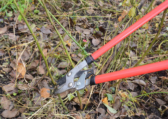 Gardener with garden pruning scissors pruning  roses in autumn
