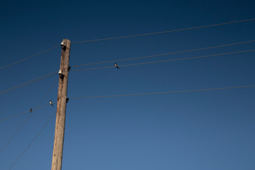 Swallows on electric wires against the clear blue sky.