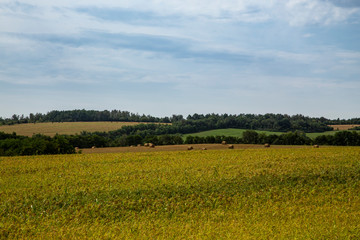 Barbed hay, harvested in bales, lies on the fields. Rural landscape.