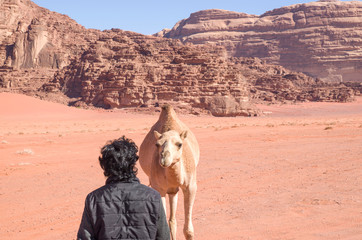 Friendship between Bedouin and free camel in desert