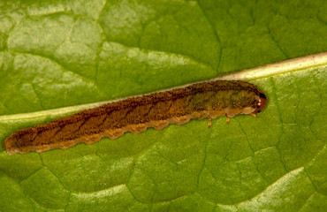 Macrophotographie insecte - Tenthredo colon - Tenthredo albicornis - Tenthredinidae
