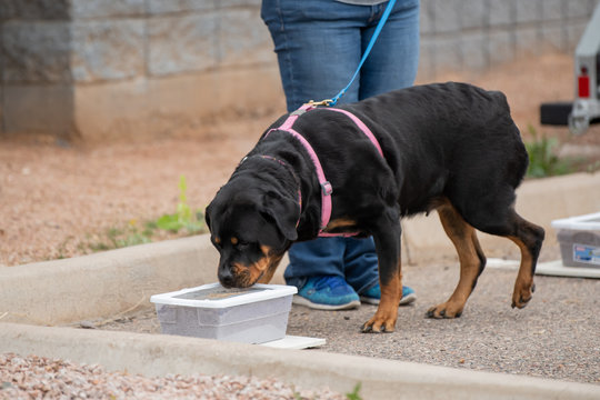 Rottweiler checking a box for odor during a scent work game