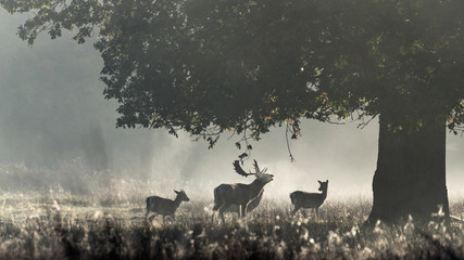 Roe Deer Stag Calling In The Misty Morning