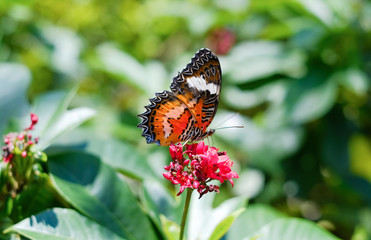 Fototapeta na wymiar Butterflies in the garden