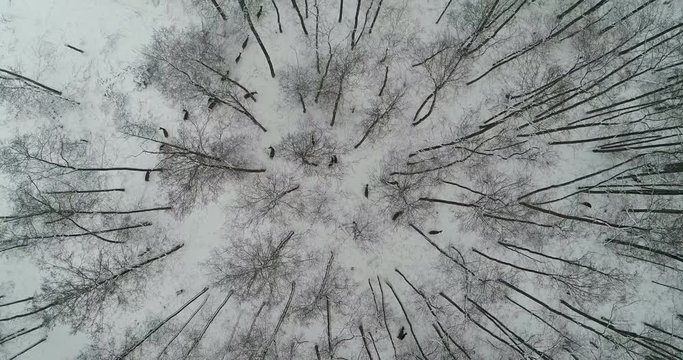Winter forest, deer, Ukraine, Rivne