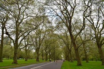 Obraz premium ロンドン新緑のハイドパーク