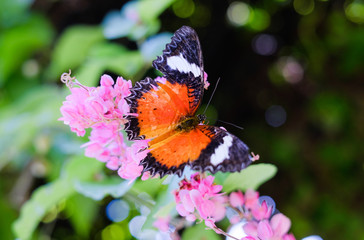 Butterflies in the garden