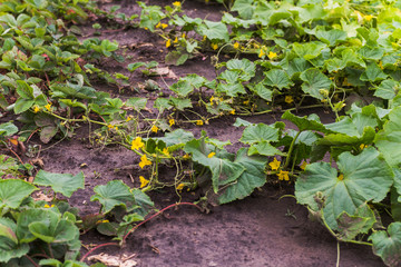 a bed of cucumbers in the garden in the summer.